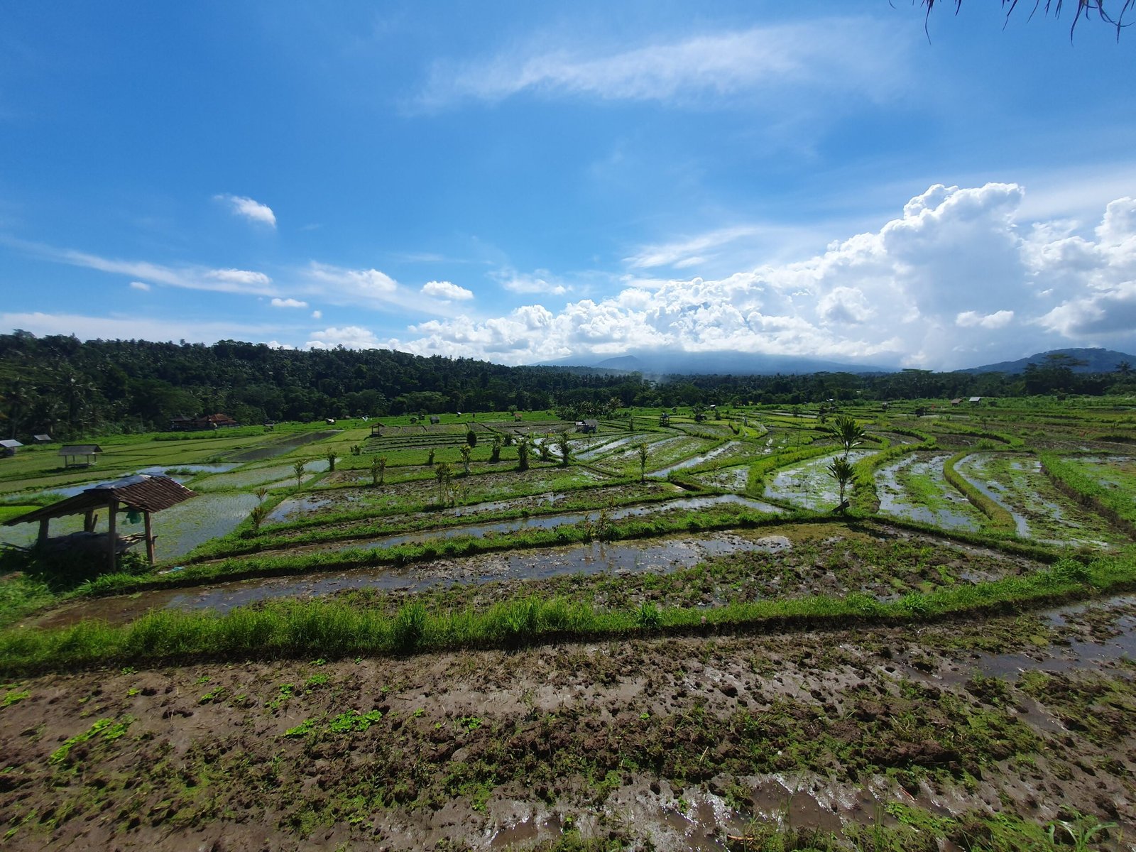Bali rice fields