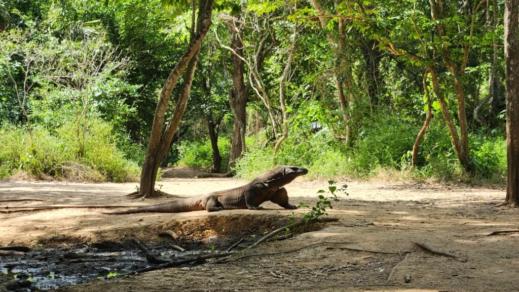 Komodo dragon