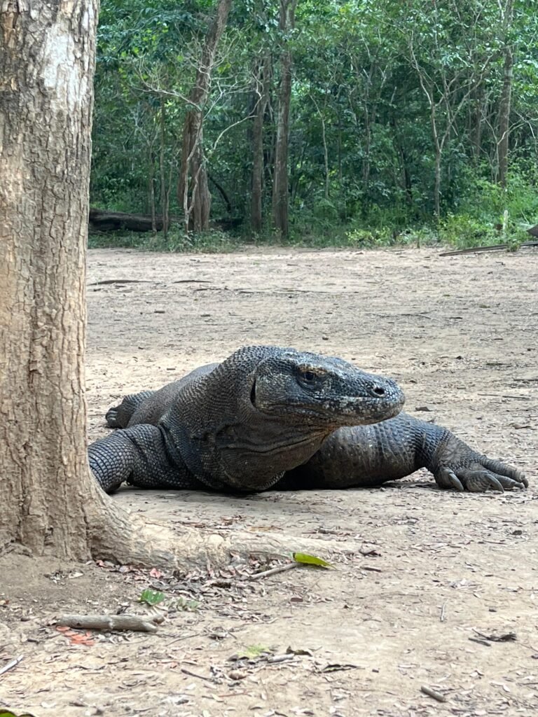 Komodo dragon